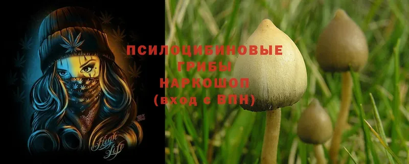 Галлюциногенные грибы Psilocybe  купить наркотик  Кириши 